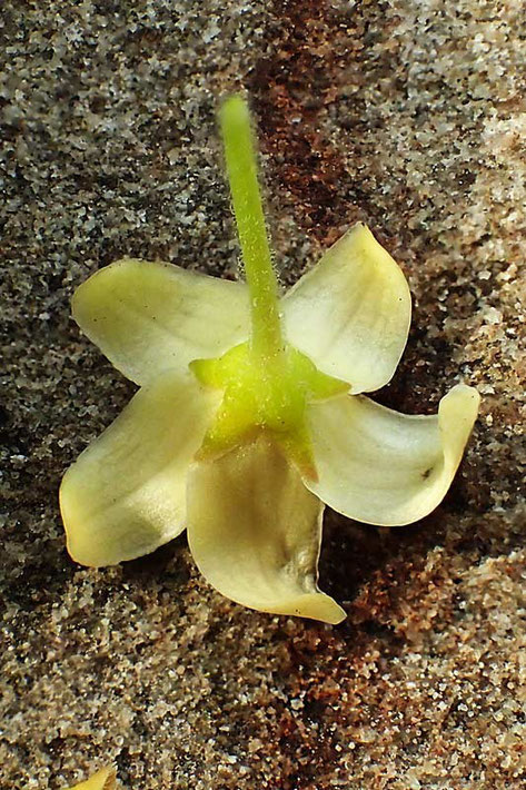 落ちていた花があったので萼片を観察。　花柄や萼片に縮れた毛がありました