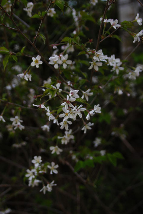 マメザクラ (豆桜)　バラ科 サクラ属