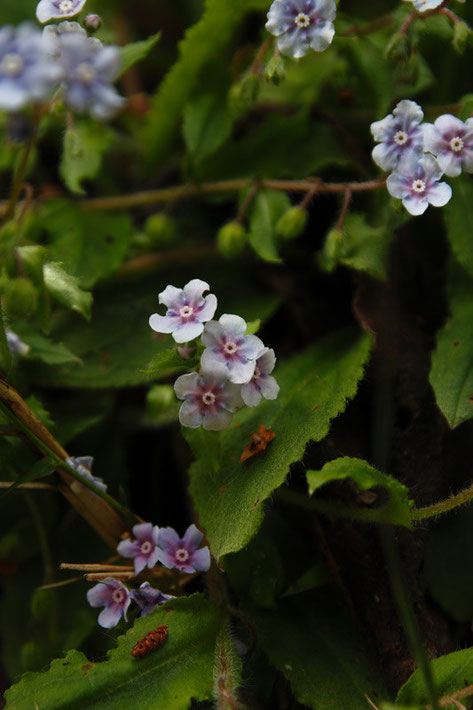 咲き始めの花はうっすらピンク色