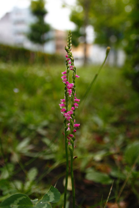 ネジバナの花序がねじれる方向は左右両方あり、出現率はほぼ等しいそうです。