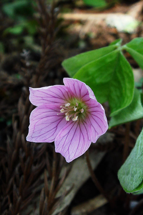 コミヤマカタバミ　　普通花色は白が多いですが、美しい淡紅紫色でした