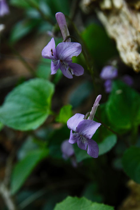 ナガハシスミレ　手前の花の距にはいくつか小突起がありました