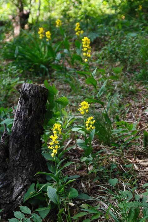 キンラン　2014.05.04　東京都府中市