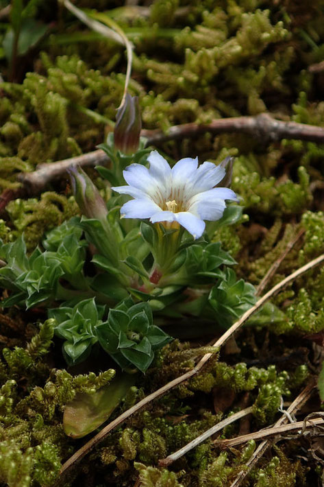 コケリンドウの花は小さく、花の径は