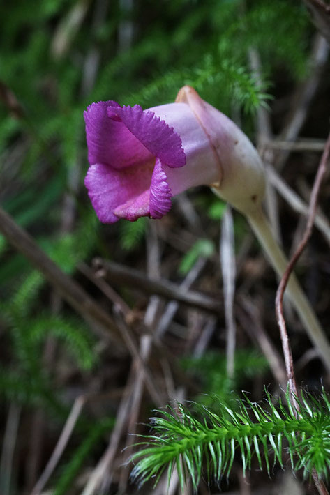 　オオナンバンギセルは、ススキなどの根に寄生する１年生の寄生植物です