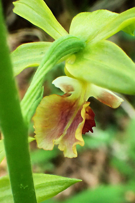 サルメンエビネの花の背面