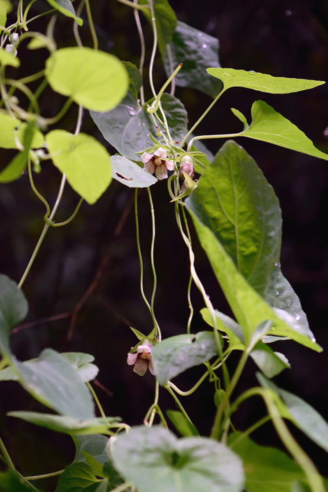 細く長い蔓を他の植物に絡ませていた。　葉に隠れるようにして花をつける