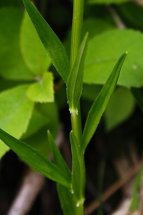 シライトソウの茎葉の基部も波打っていた