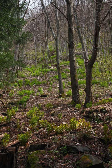 見える限りの山肌にマルミノウルシが広がる