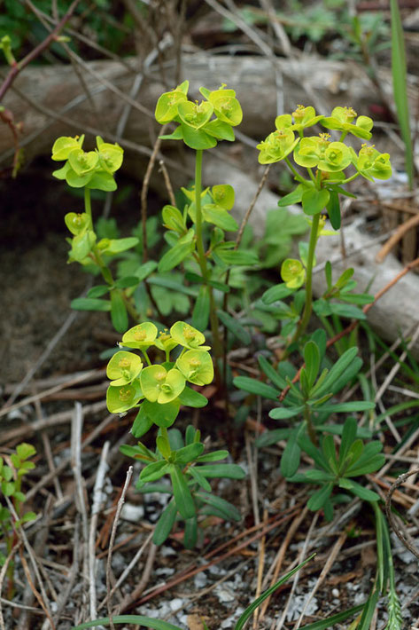 ハギクソウの花期の葉は、キクの花のようには見えません