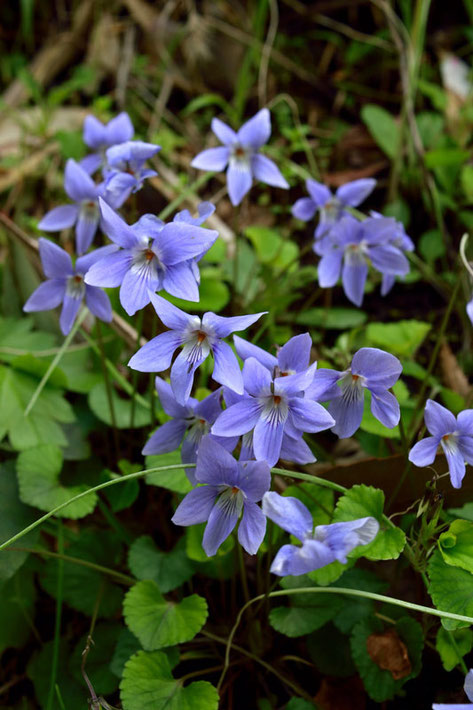 ここのタチツボスミレは花弁がとがり、シャープな顔つきをしていた