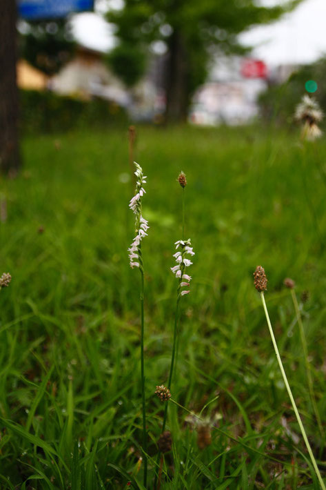 白花と言えるかな？　かなり色が薄いものがいました。