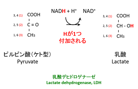 ピルビン酸からの乳酸生成