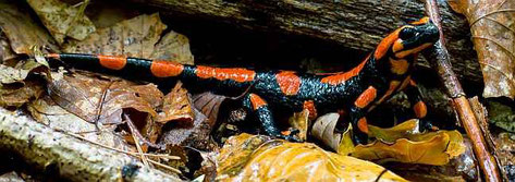 Eine rötliche Variante des Feuersalamanders. Foto: Wilfried Münster