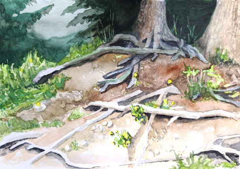 Aquarellskizze "Wurzelwerk": Wurzeln eines großen Baumes, dazwischen grünes Gras und gelbe Blumen