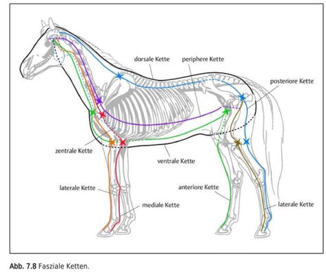 Reference: Equine Osteopathie, Walter Salomon, Thieme Verlag