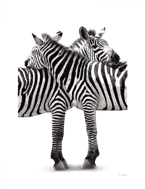 Collection Afrique Terre Rouge zebres rayures love at first stripe dessin crayon noir et blanc réaliste artiste Atelier Capucine Minot