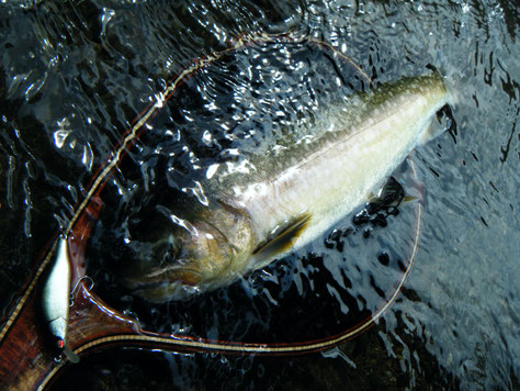 岩魚40cm前後