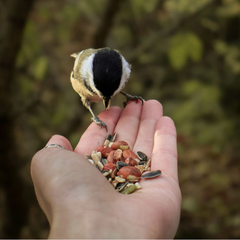 Kleine Kohlmeise frisst Körner aus einer geöffneten Hand. 