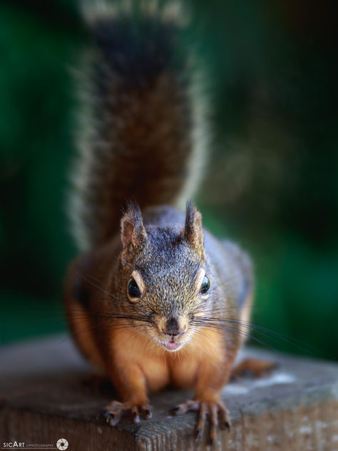 landscape photography sicart squirrel canada wildlife photography 