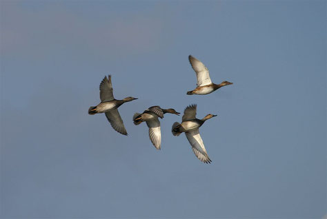 Schnatterenten im Flug (Foto: Rank)