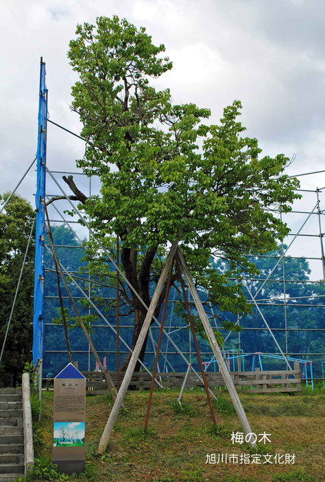 梅の木・旭川市指定文化財