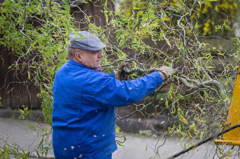 Hausmeisterservice Wüstefeld (Northeim - Moringen): Mitarbeiter beim Baumschnitt