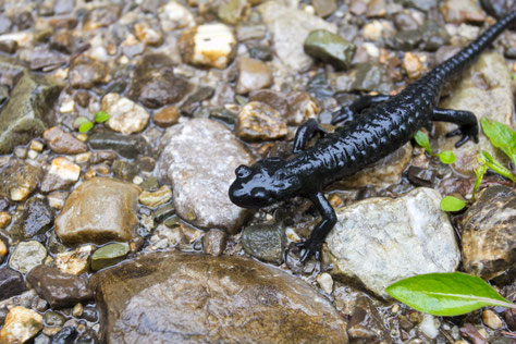 Forarlbergo gamtos takais - driežas