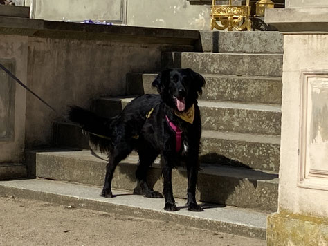 zwei Hunde warten an einer Straße mit Autoverkehr