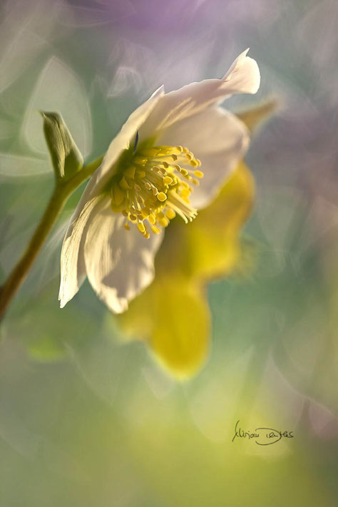 Christrose gelb grüner Hintergrund