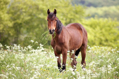 Württemberger Warmblut