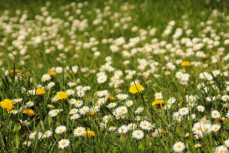 Blumenwiese Löwenzahn Gänseblümchen