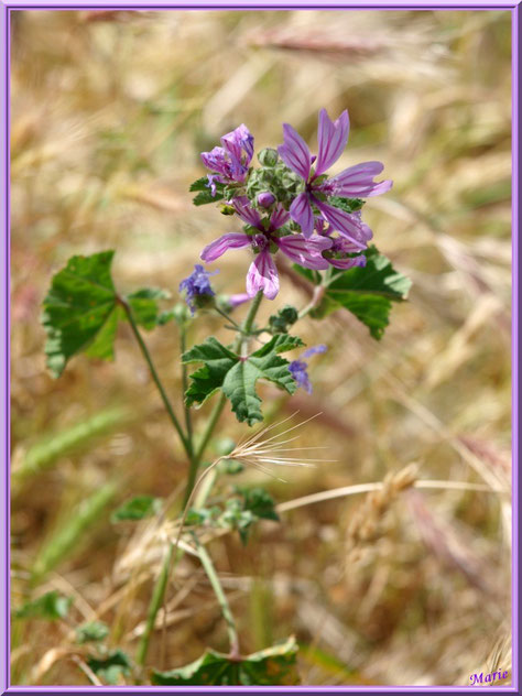 Mauve Sylvestre (ou Grande Mauve ou Mauve des Bois) dans la campagne autour du village d'Eygalières dans les Alpilles (Bouches du Rhône)