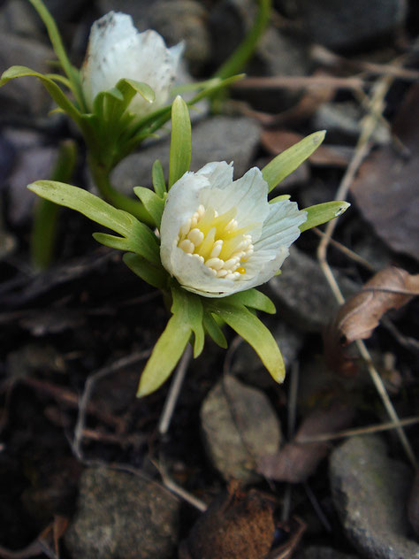 白花のセツブンソウ