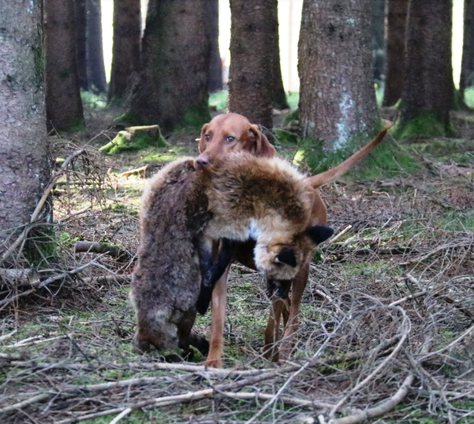 Hunt & Hound - Jagdhund-Seminar zur Vorbereitung HZP 