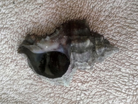 Questa Hexaplex trunculus è stata pulita solo meccanicamente.