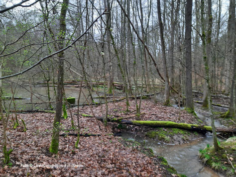  "Urwald", moderne Waldwirtschft in der "Unteren Mark" in Forchheim - Foto © Ute Wild