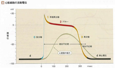 心筋細胞の活動電位