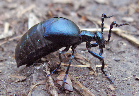 Insekt des Jahres 2020:     Schwarzblauer Ölkäfer      Meloe proscarabaeus