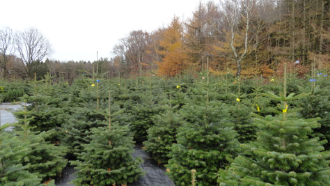 Weihnachtsbäume