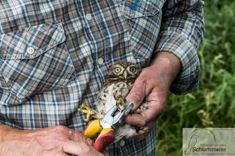 Christian Stange is ringing a little owl (Athene noctua)