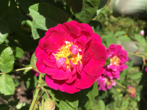 Rose Gallica