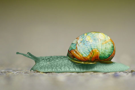Grüne Weinbergschnecke mit angemaltem Haus