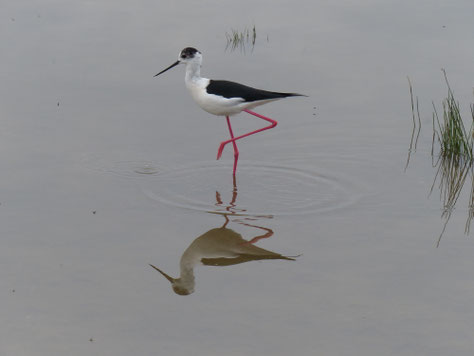 © Walter Malkmus - Stelzenläufer