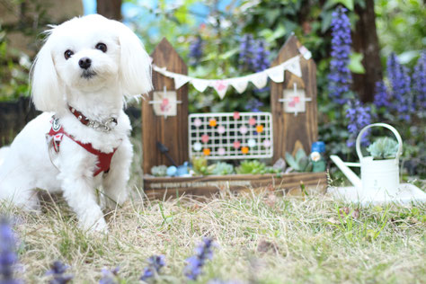 犬連れ ワークショップ 多肉植物