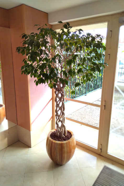 location et entretien de plantes au bureau