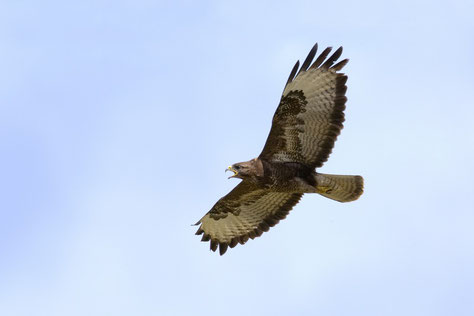 Mäusebussard im Flug (Foto: Frank Derer, LBV-Bildarchiv) 