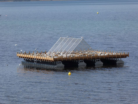 Foto: Das neue Floß mit Zeltdach-Abdeckung und brütenden Lachmöwen (c) A. Gerhold