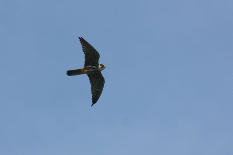 Baumfalke (Foto: Stefan Greif) 