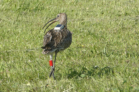 besenderter Brachvogel (Foto: Simon Weigl)